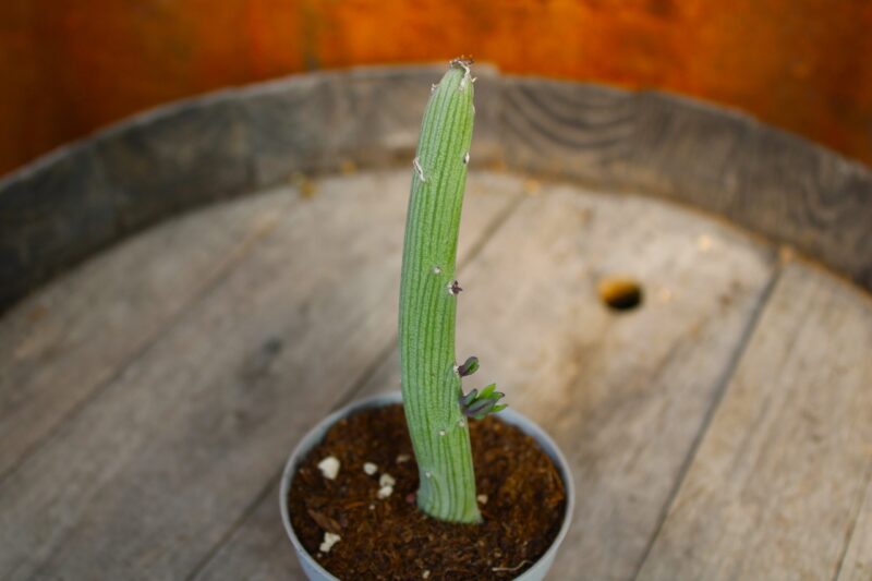 Senecio anteuphorbium