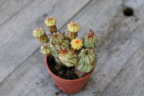 Euphorbia submammillaris f. variegata - immagine 2