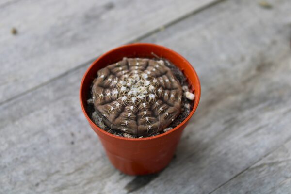 Gymnocalycium stellatum