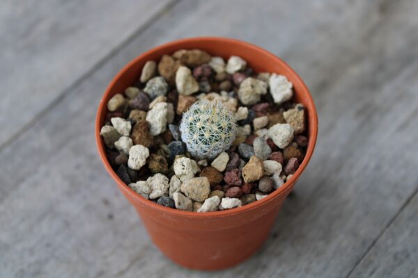 Turbinicarpus knuthianus