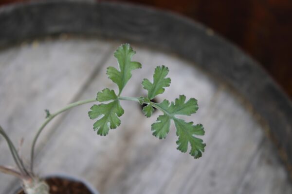 Pelargonium carnosum